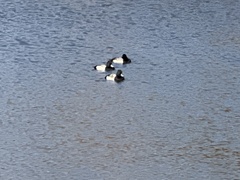 Aythya affinis