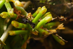 Drymoanthus adversus