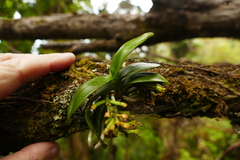 Drymoanthus adversus