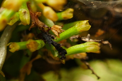 Drymoanthus adversus