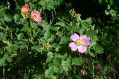 Rosa micrantha