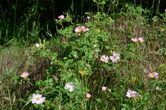 Rosa micrantha
