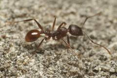 Aphaenogaster fulva