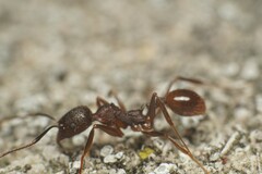 Aphaenogaster fulva