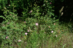 Rosa micrantha