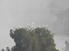 Bubulcus ibis