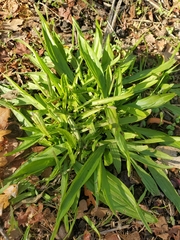 Plantago