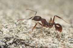 Aphaenogaster fulva