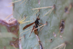 Polistes comanchus