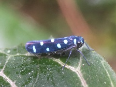 Amblyscartidia