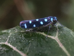 Amblyscartidia