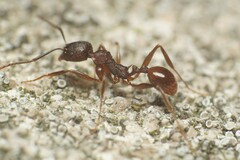 Aphaenogaster fulva