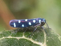 Amblyscartidia