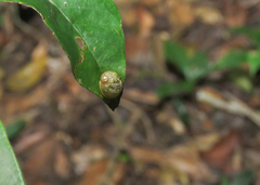 Simpulopsis