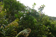 Pimelea longifolia