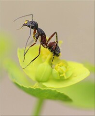 Camponotus cruentatus