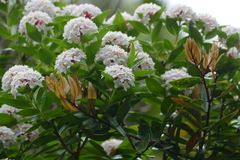 Pimelea longifolia
