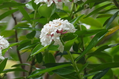 Pimelea longifolia