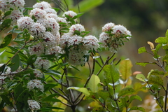 Pimelea longifolia