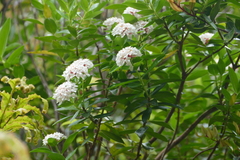 Pimelea longifolia