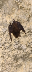 Yangochiroptera