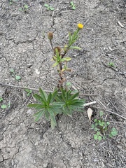 Pulicaria paludosa