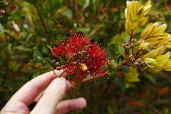 Metrosideros robusta