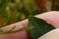 Metrosideros robusta