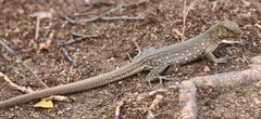 Cnemidophorus arubensis