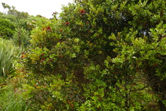 Metrosideros robusta