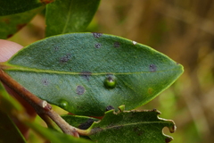 Metrosideros robusta