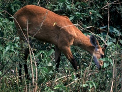 Blastocerus dichotomus