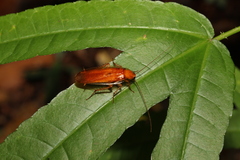 Blaberoidea