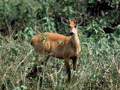 Blastocerus dichotomus