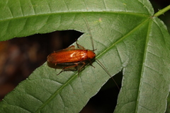 Blaberoidea