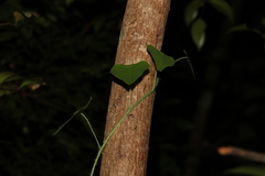 Echinostephia aculeata
