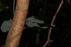 Echinostephia aculeata