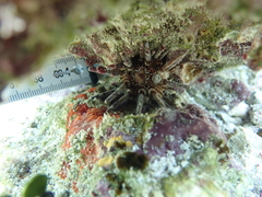 Eucidaris tribuloides