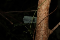 Echinostephia aculeata
