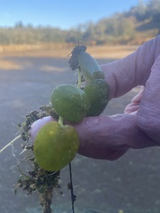 Limnobium laevigatum