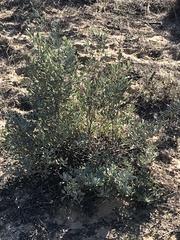 Cistus halimifolius
