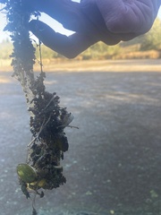 Limnobium laevigatum