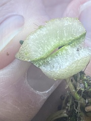 Limnobium laevigatum