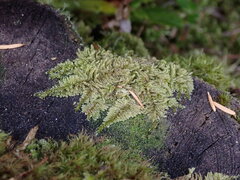 Hypnum circinale