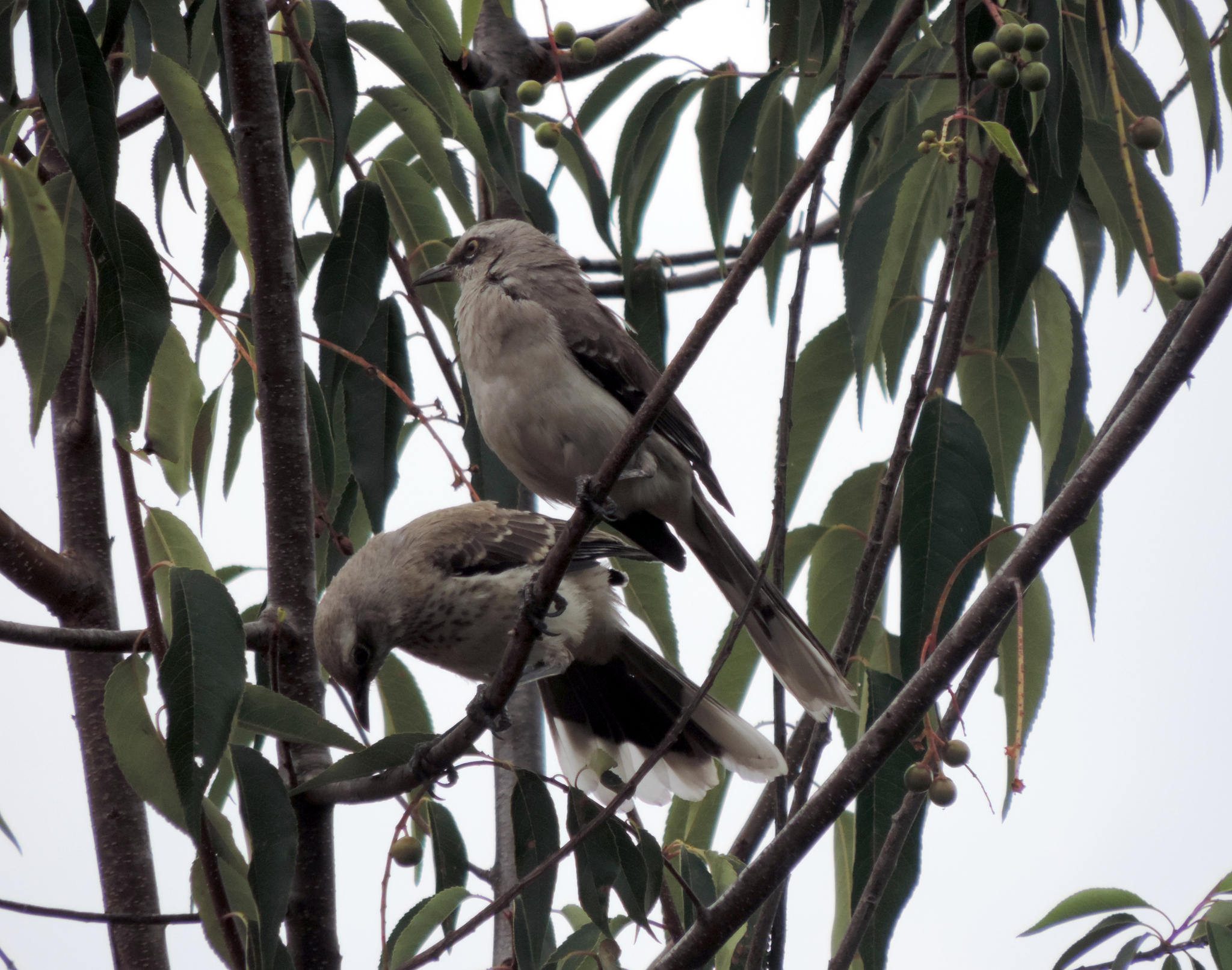 Mimus gilvus image