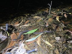 Cryptophis pallidiceps