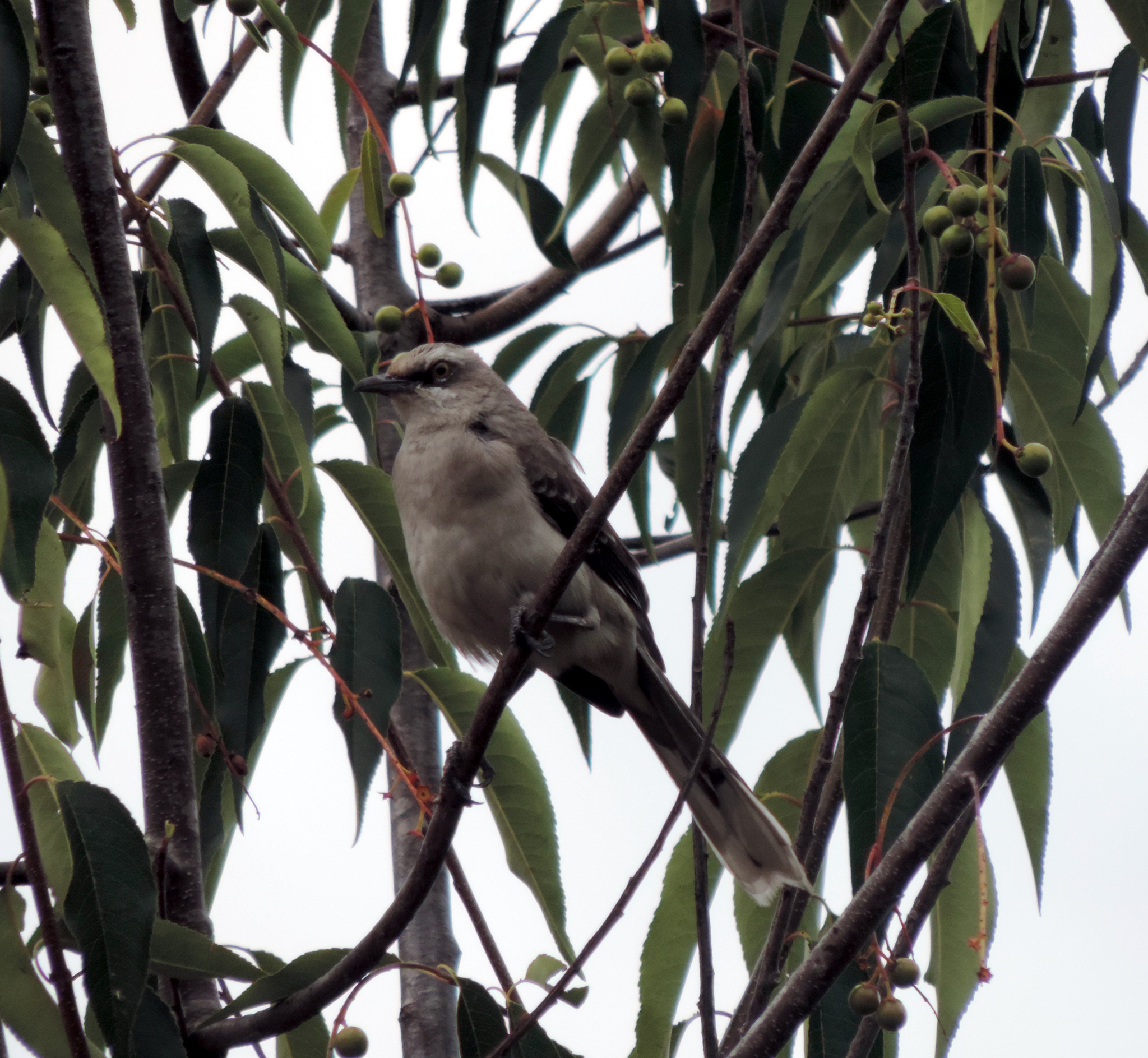 Mimus gilvus image
