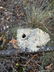 Geomys pinetis
