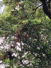 Peraxilla tetrapetala