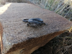 Trachylepis capensis